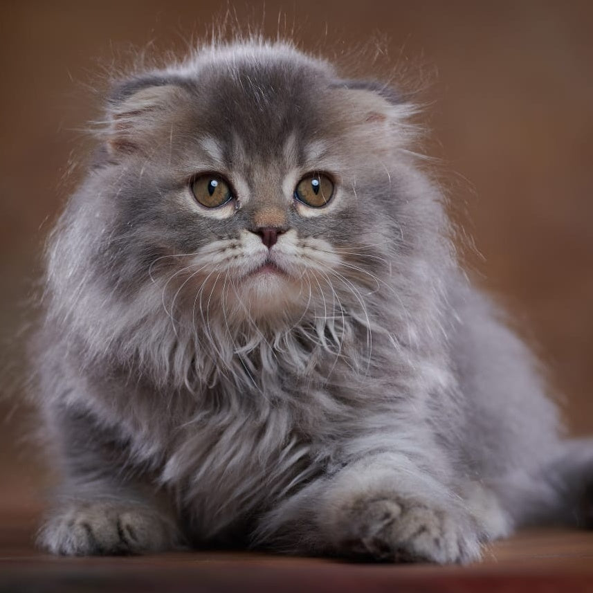 Yannis Scottish Fold male, blue silver