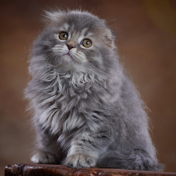 Yannis Scottish Fold male, blue silver