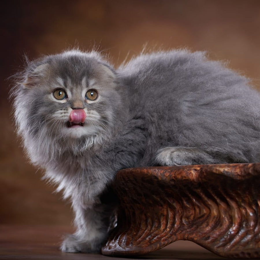Yannis Scottish Fold male, blue silver