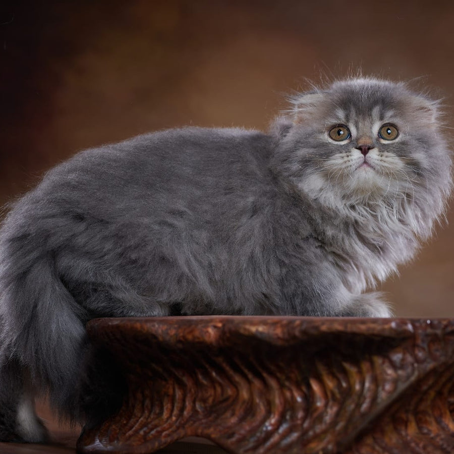 Yannis Scottish Fold male, blue silver