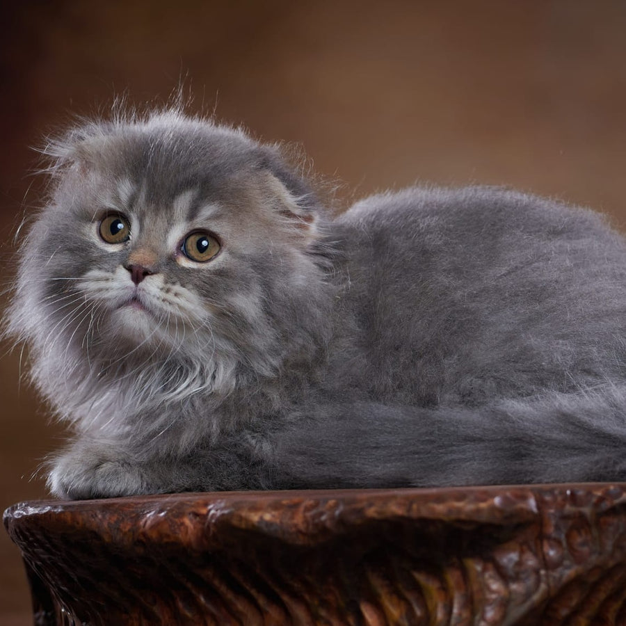 Yannis Scottish Fold male, blue silver