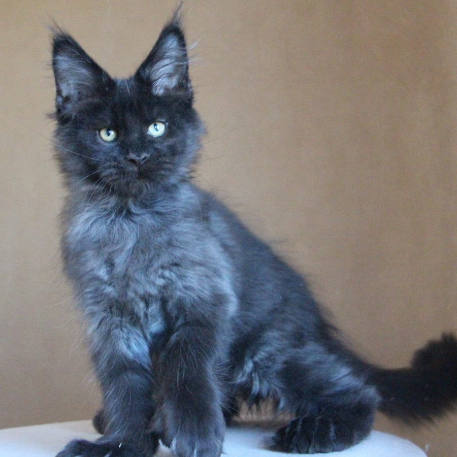 Bison Maine Coon polydactyl 6x6x6x6 male, black silver