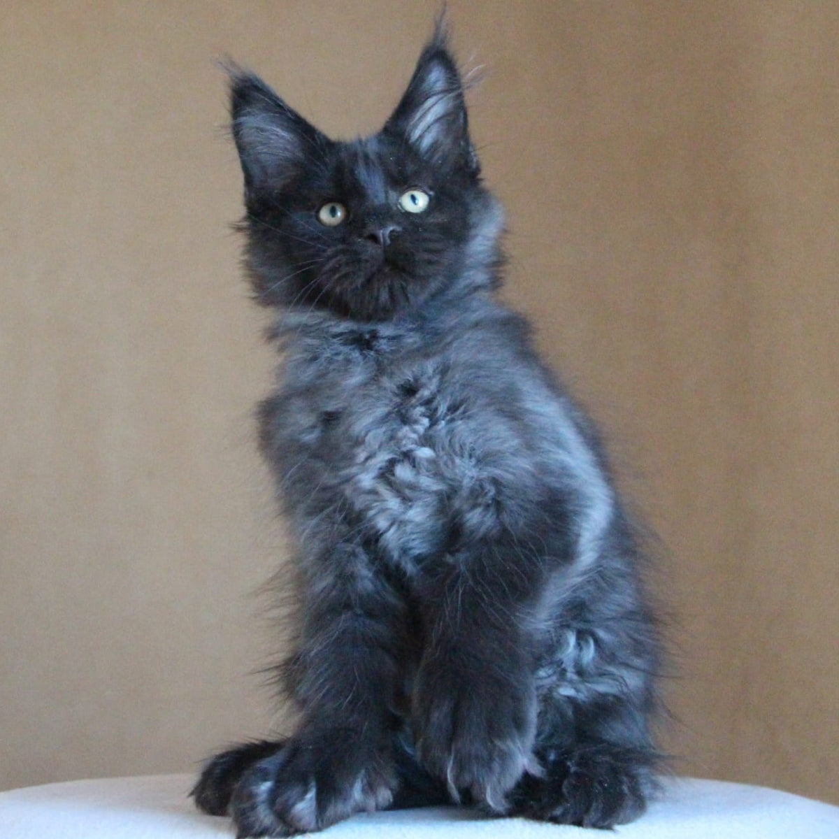 Bison Maine Coon polydactyl 6x6x6x6 male, black silver