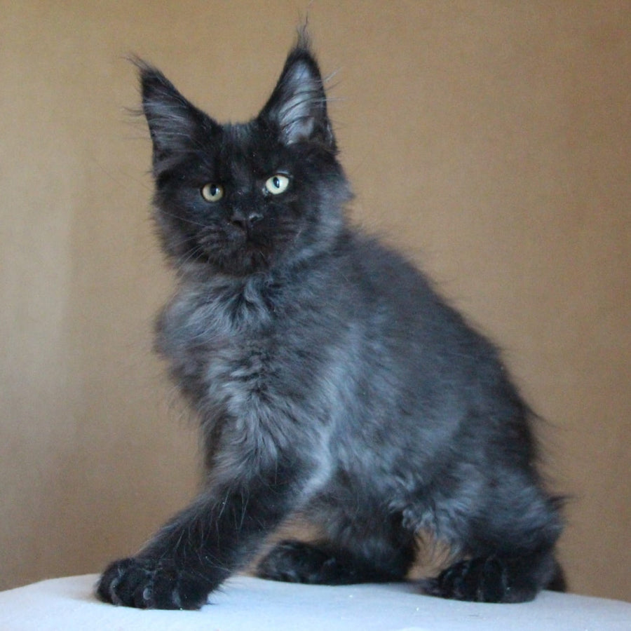 Bison Maine Coon polydactyl 6x6x6x6 male, black silver