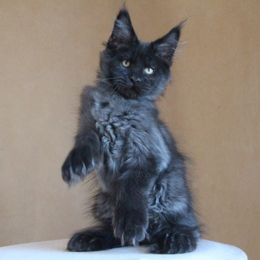 Bison Maine Coon polydactyl 6x6x6x6 male, black silver