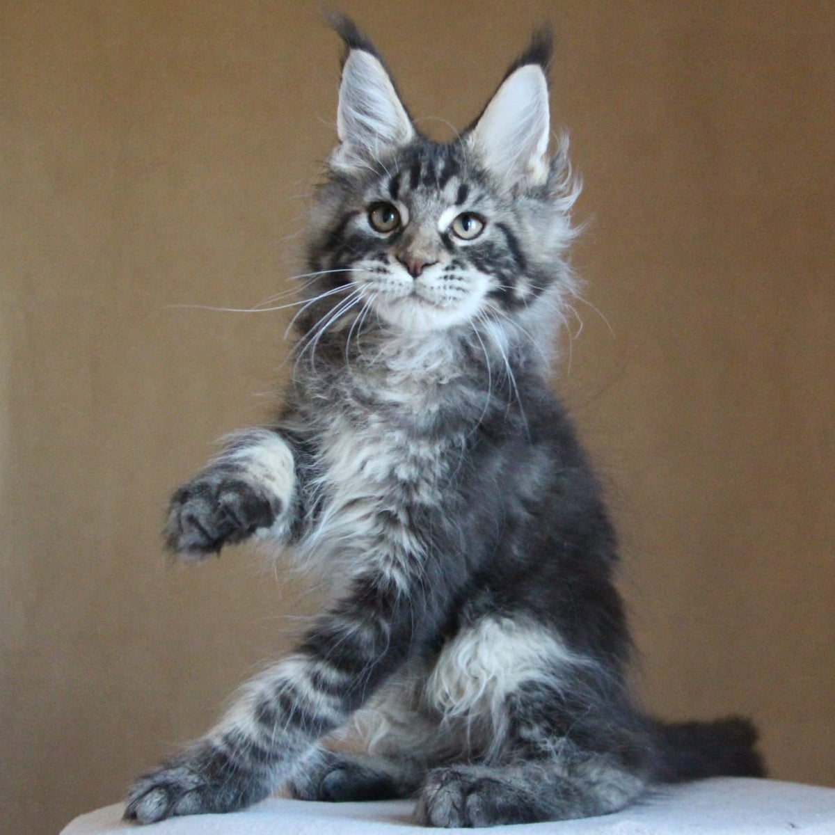 Bogard Maine Coon male, black tabby