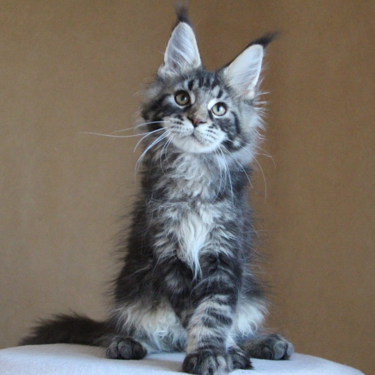 Bogard Maine Coon male, black tabby