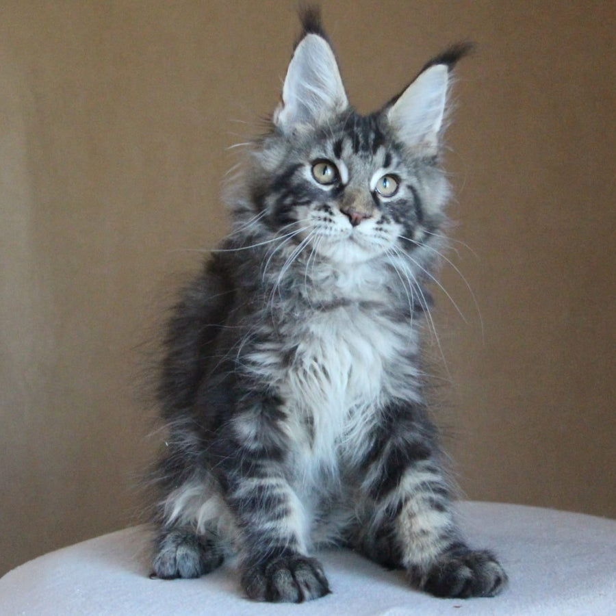 Bogard Maine Coon male, black tabby