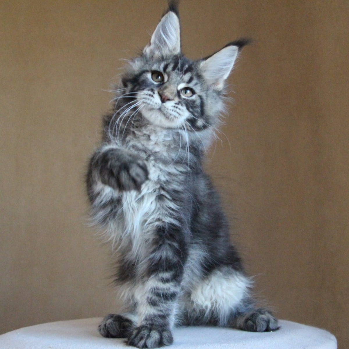 Bogard Maine Coon male, black tabby
