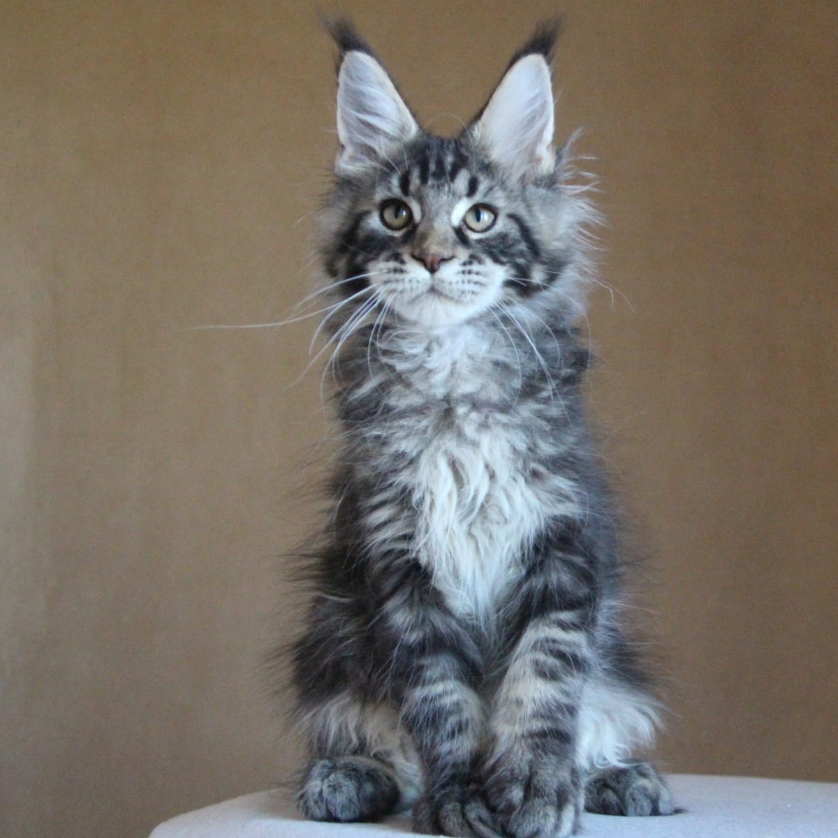 Bogard Maine Coon male, black tabby