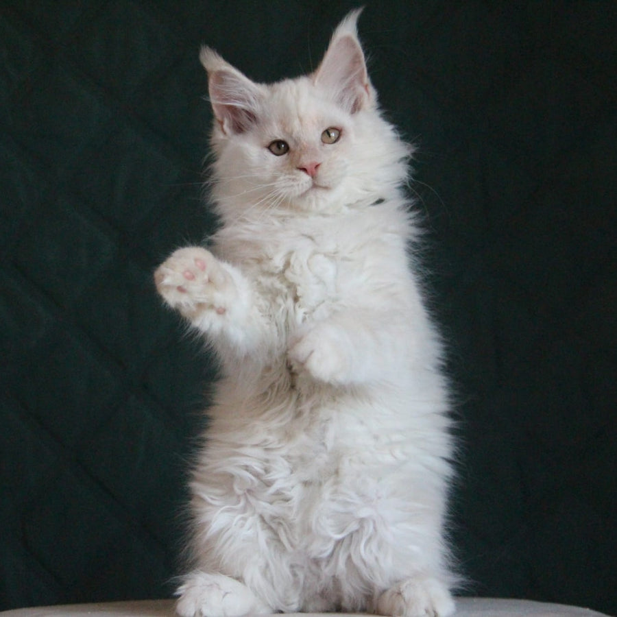 Lukum Maine Coon male, red silver tabby