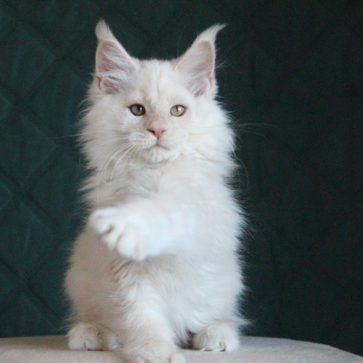 Lukum Maine Coon male, red silver tabby