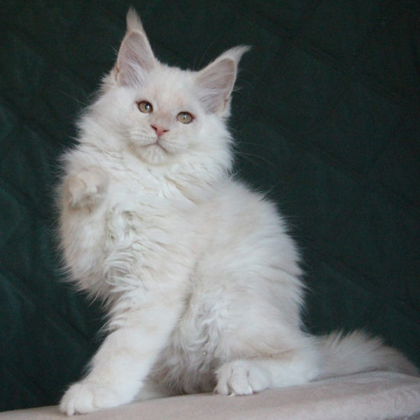 Lukum Maine Coon male, red silver tabby