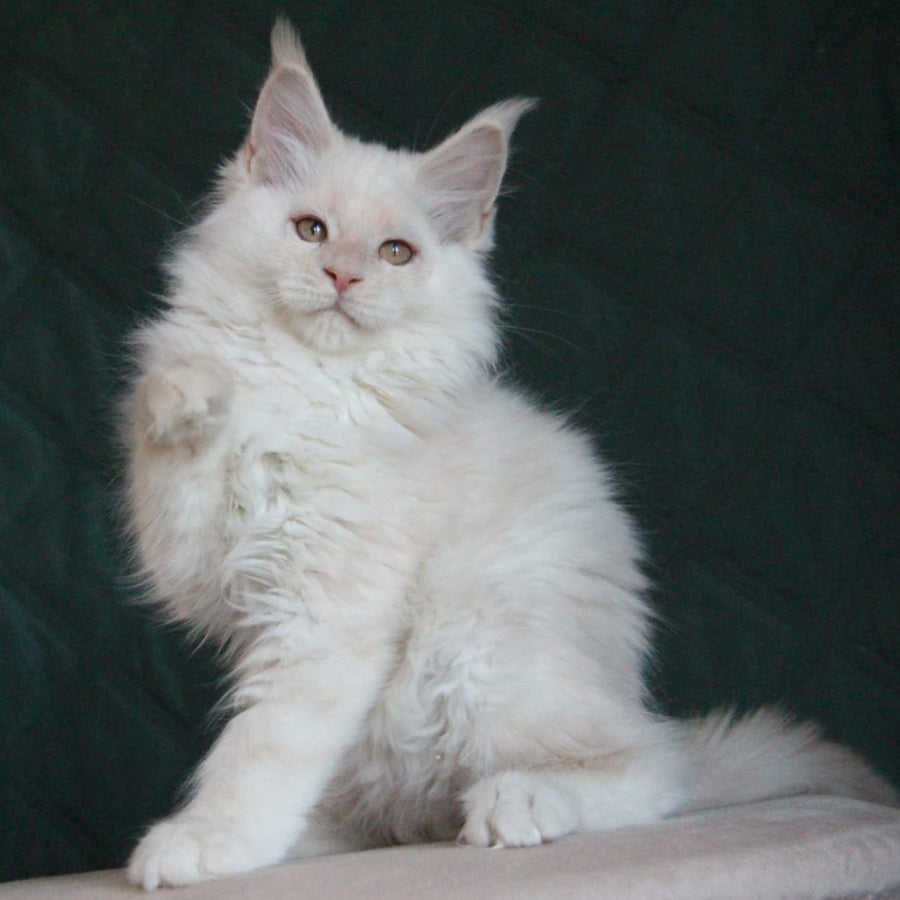 Lukum Maine Coon male, red silver tabby