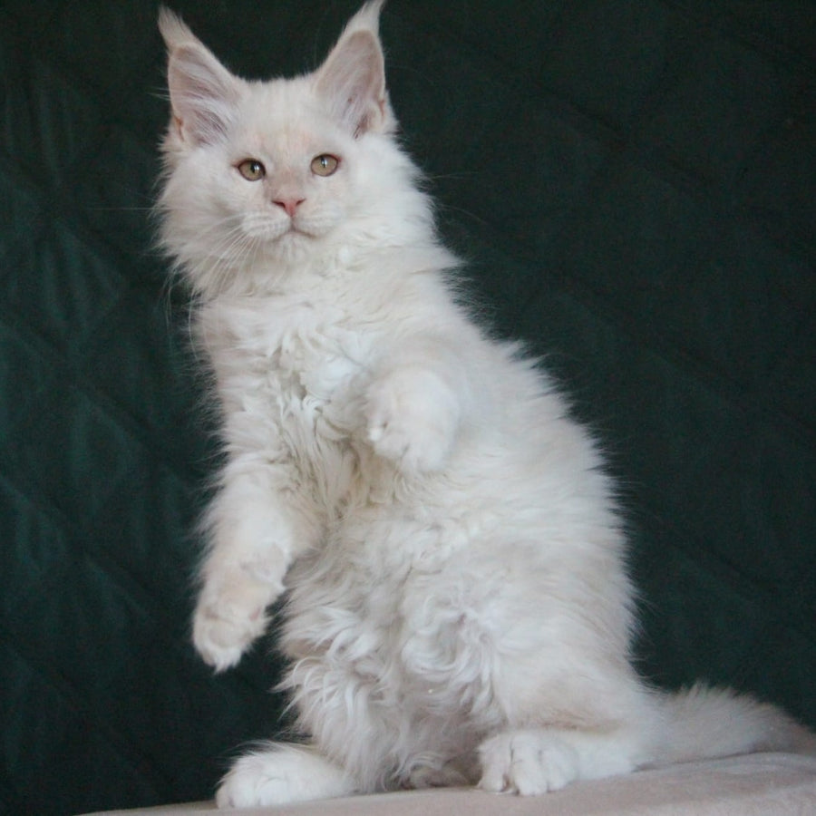 Lukum Maine Coon male, red silver tabby