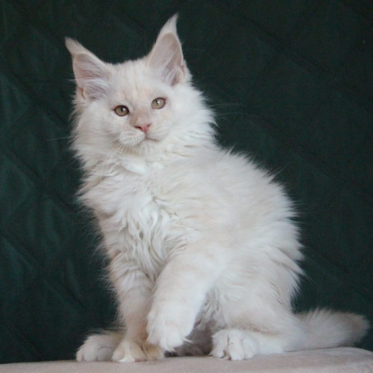 Lukum Maine Coon male, red silver tabby