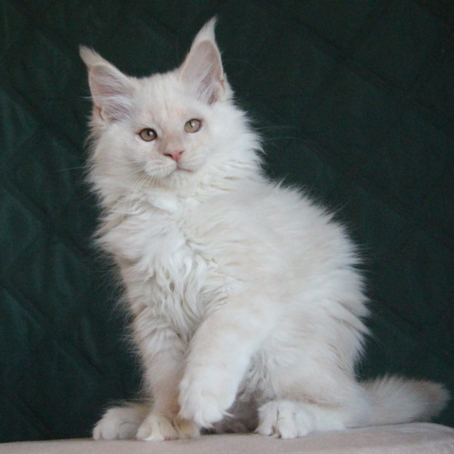 Lukum Maine Coon male, red silver tabby