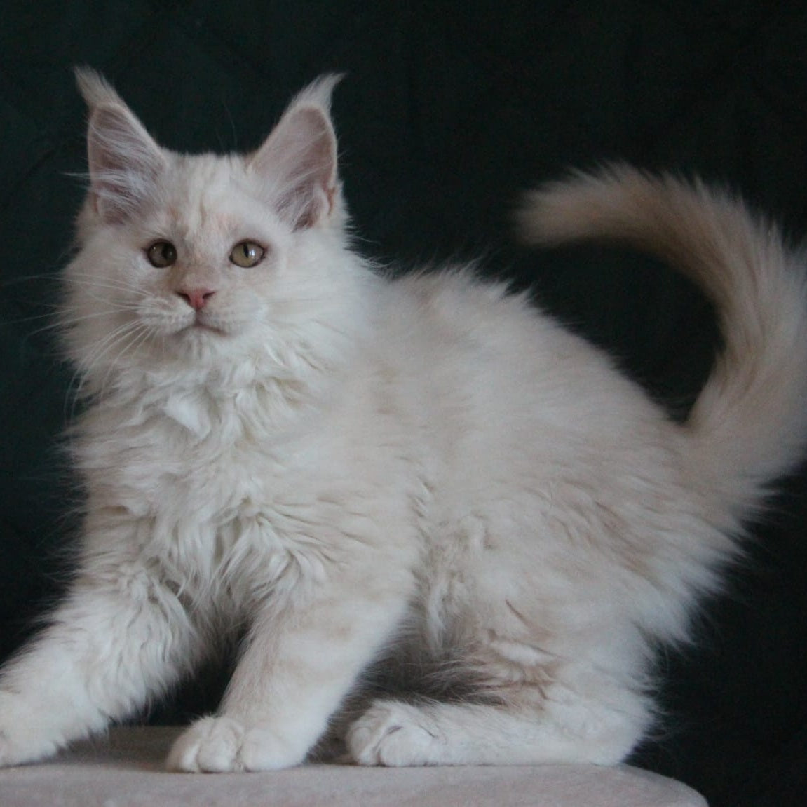 Lukum Maine Coon male, red silver tabby