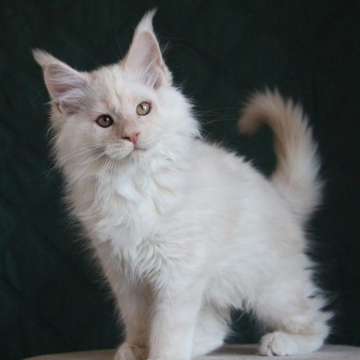 Lukum Maine Coon male, red silver tabby