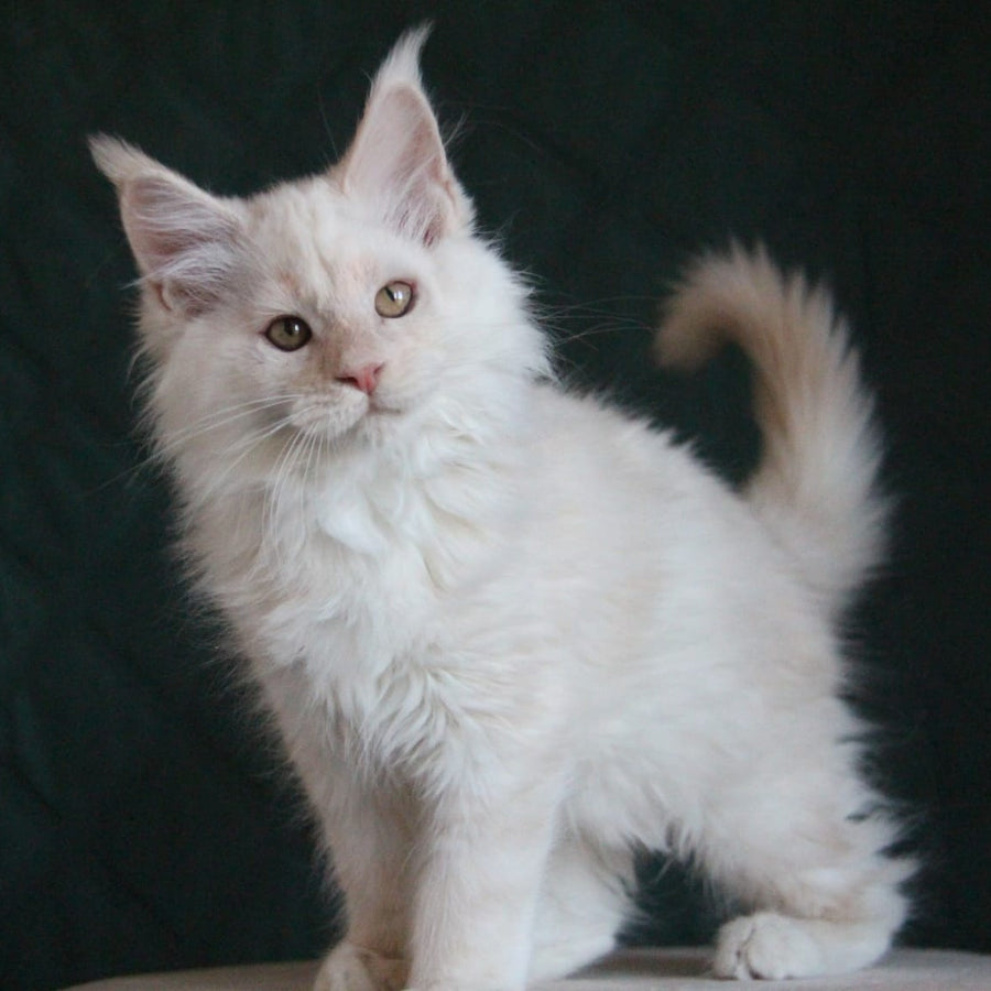 Lukum Maine Coon male, red silver tabby