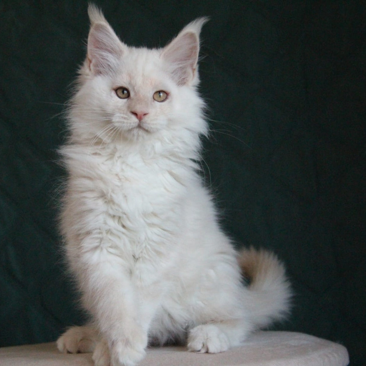 Lukum Maine Coon male, red silver tabby