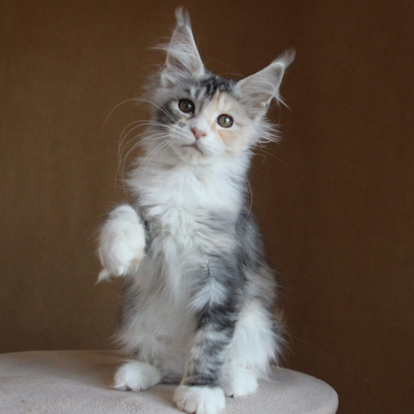 Coquette Maine Coon female, black tortie silver tabby with white