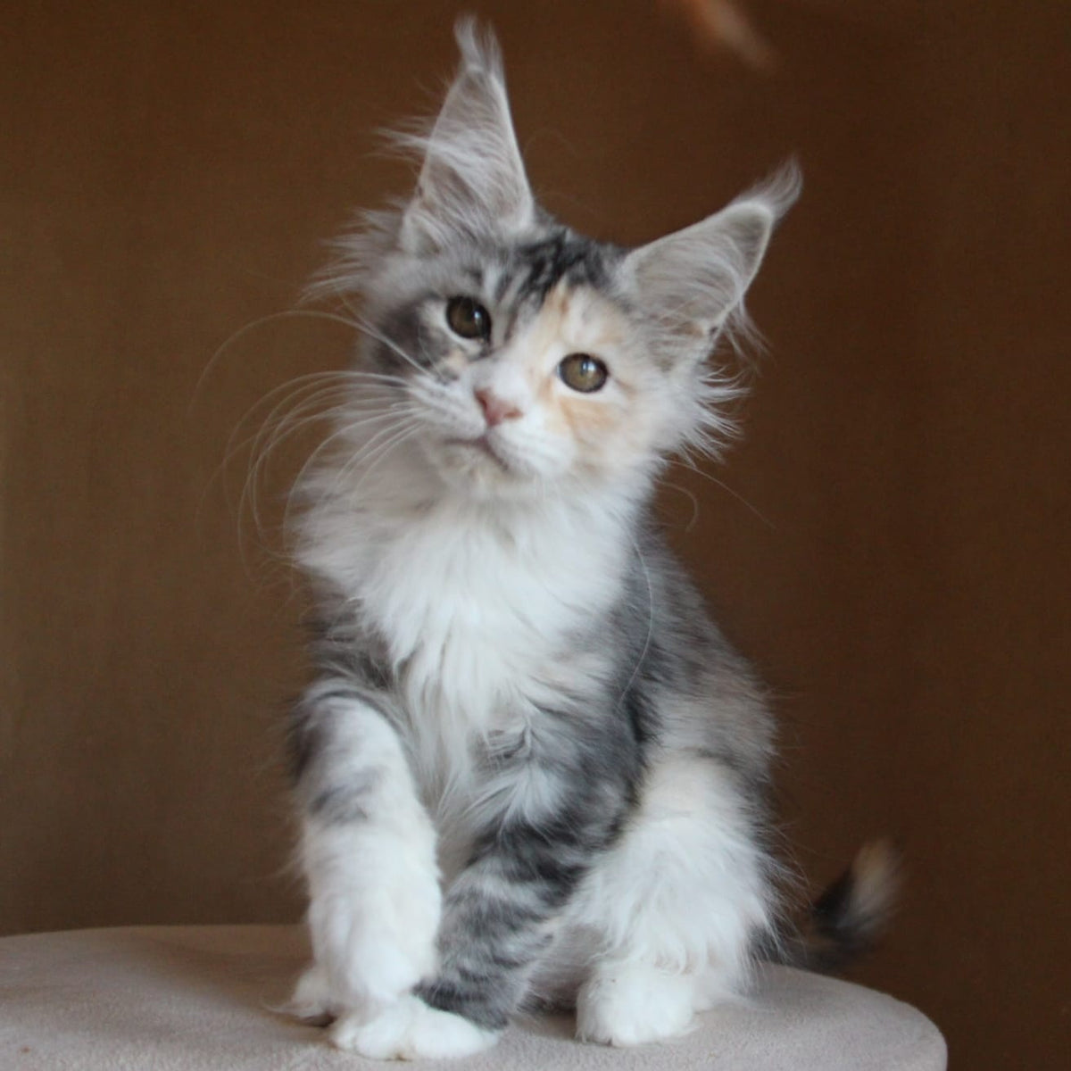 Coquette Maine Coon female, black tortie silver tabby with white