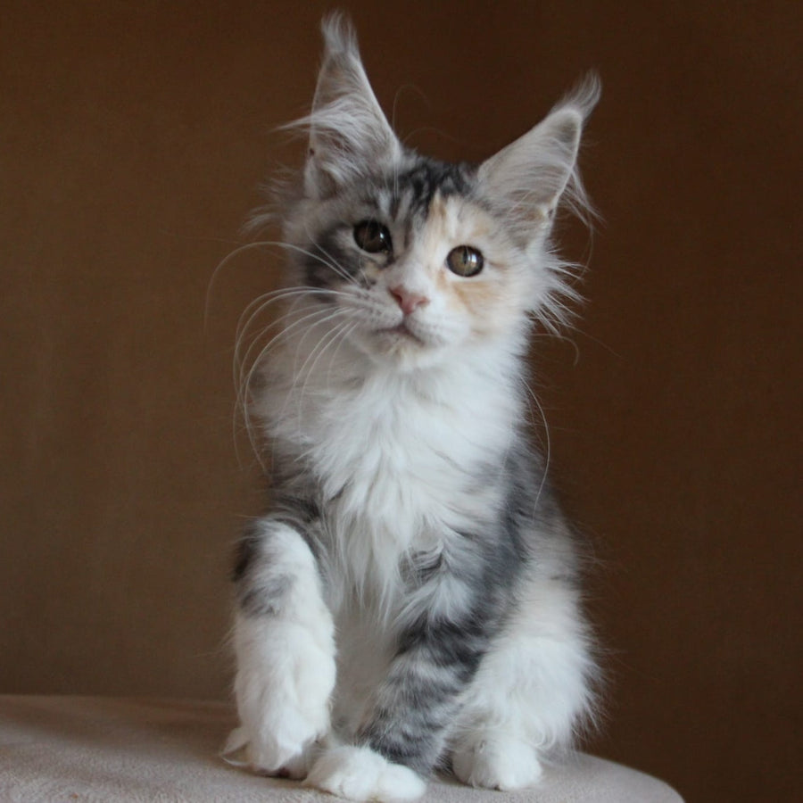 Coquette Maine Coon female, black tortie silver tabby with white
