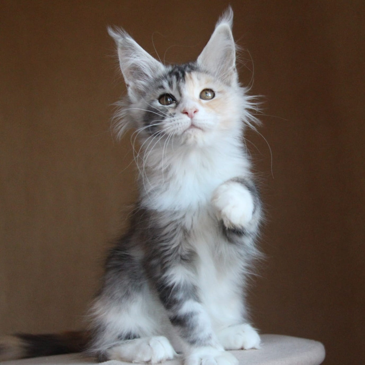 Coquette Maine Coon female, black tortie silver tabby with white