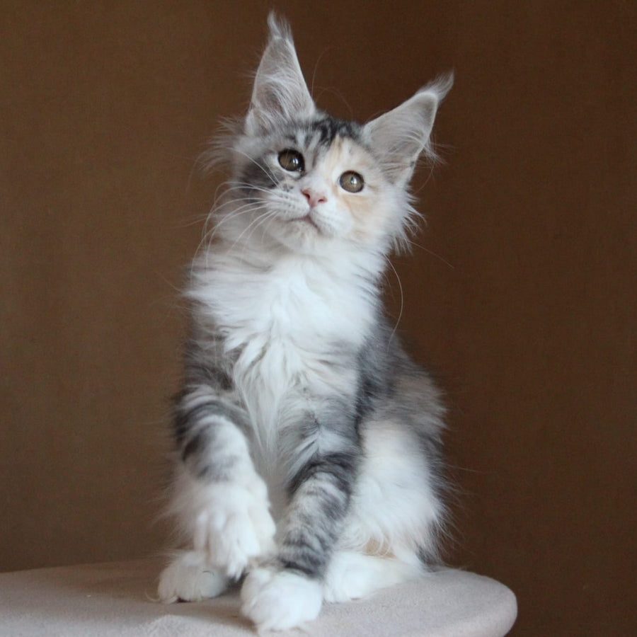 Coquette Maine Coon female, black tortie silver tabby with white