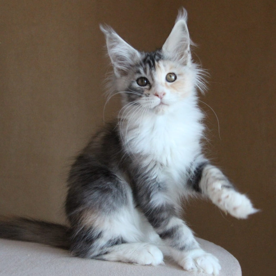 Coquette Maine Coon female, black tortie silver tabby with white