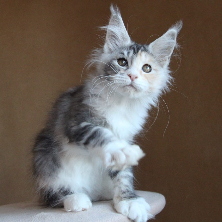 Coquette Maine Coon female, black tortie silver tabby with white