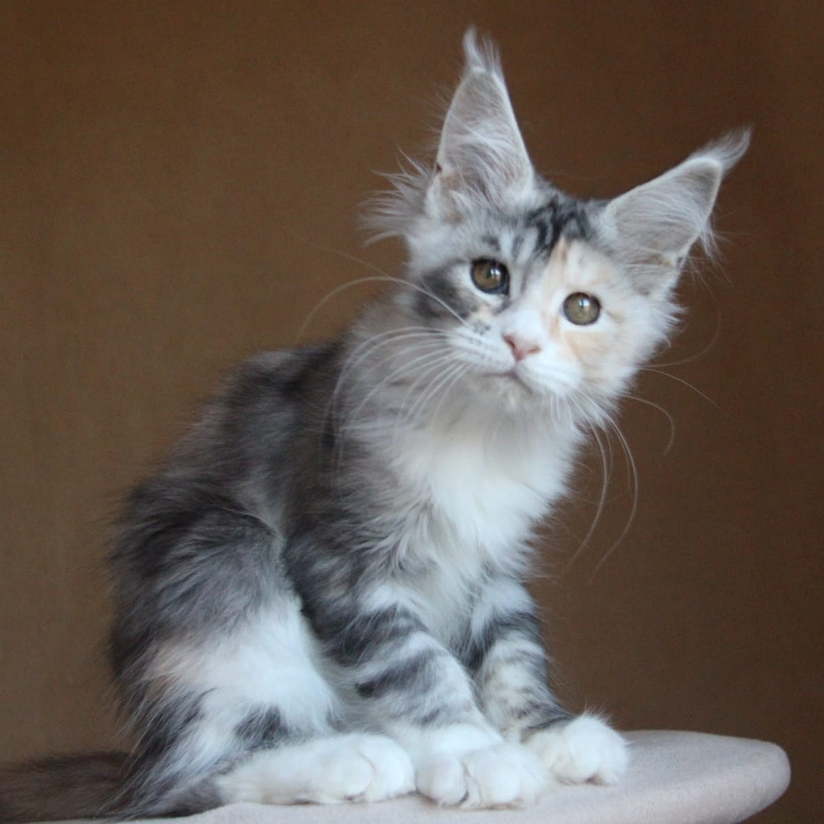 Coquette Maine Coon female, black tortie silver tabby with white