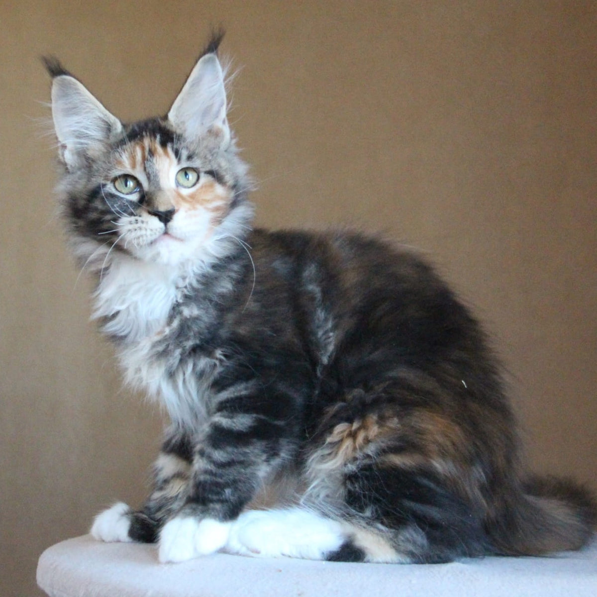 Chloe Maine Coon female, black tortie tabby with white