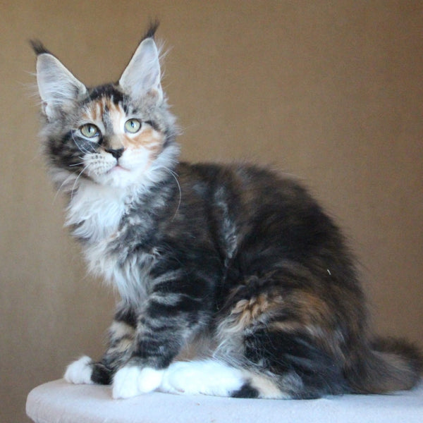 Chloe Maine Coon female, black tortie tabby with white