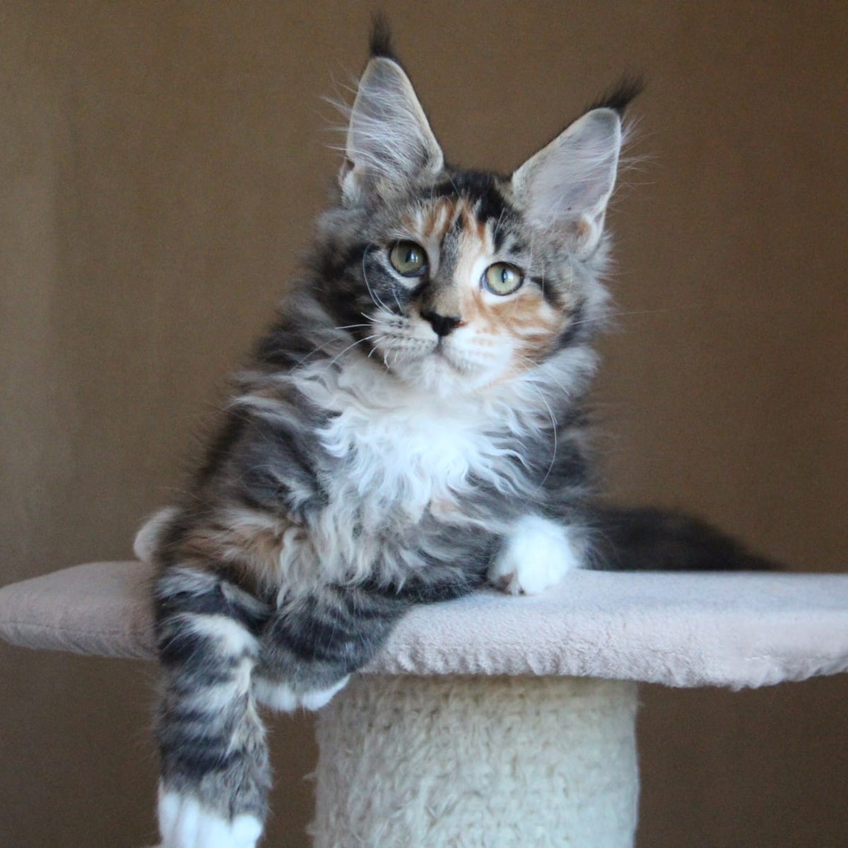 Chloe Maine Coon female, black tortie tabby with white