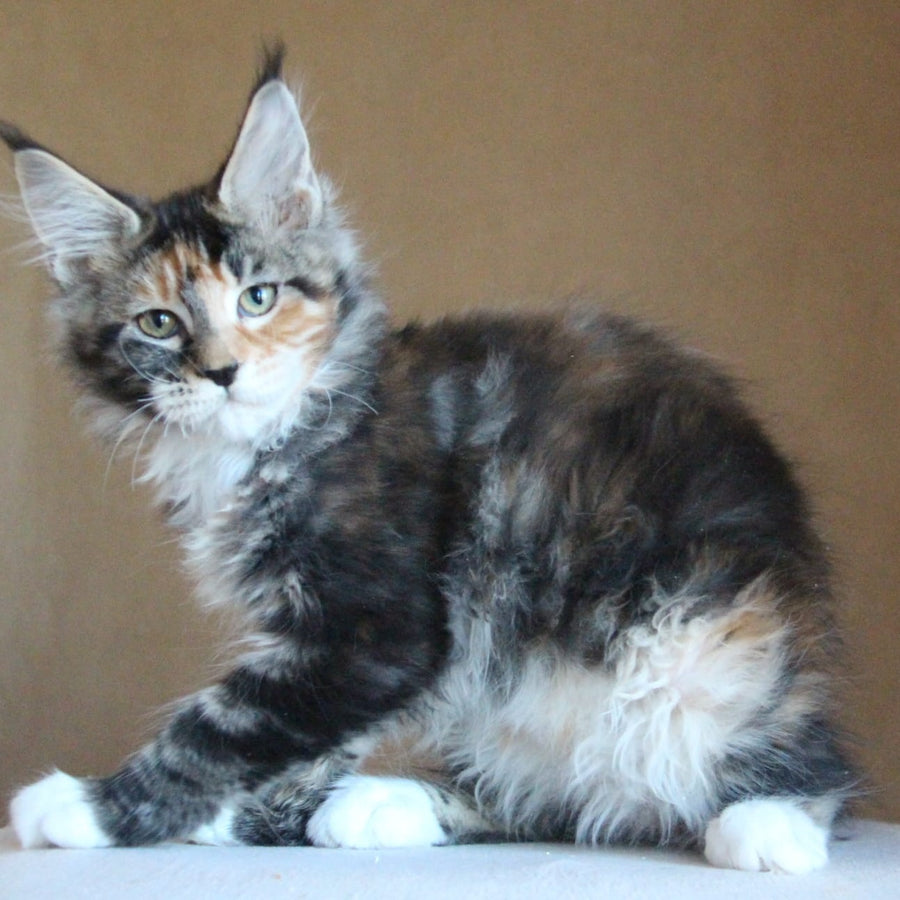 Chloe Maine Coon female, black tortie tabby with white