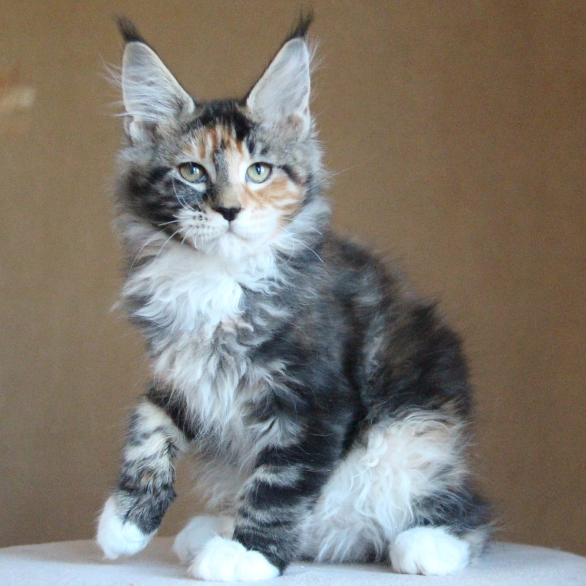 Chloe Maine Coon female, black tortie tabby with white