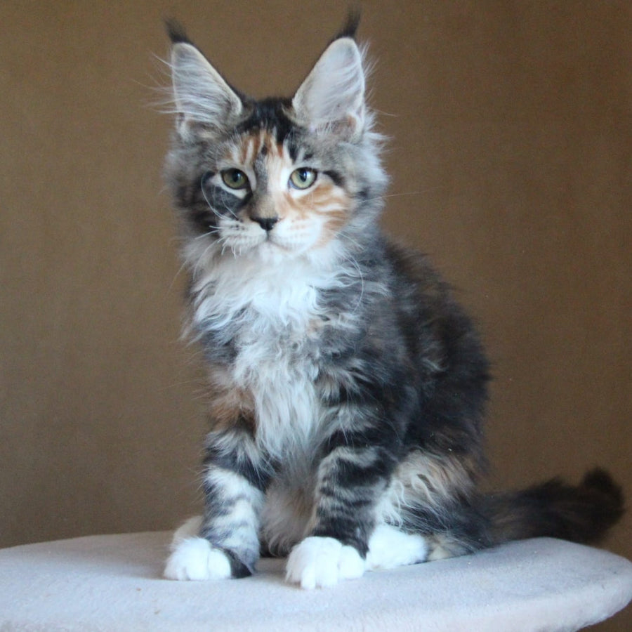 Chloe Maine Coon female, black tortie tabby with white
