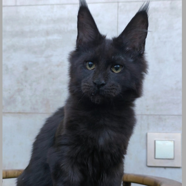 Rich Maine Coon male, black