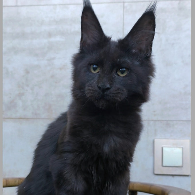 Rich Maine Coon male, black