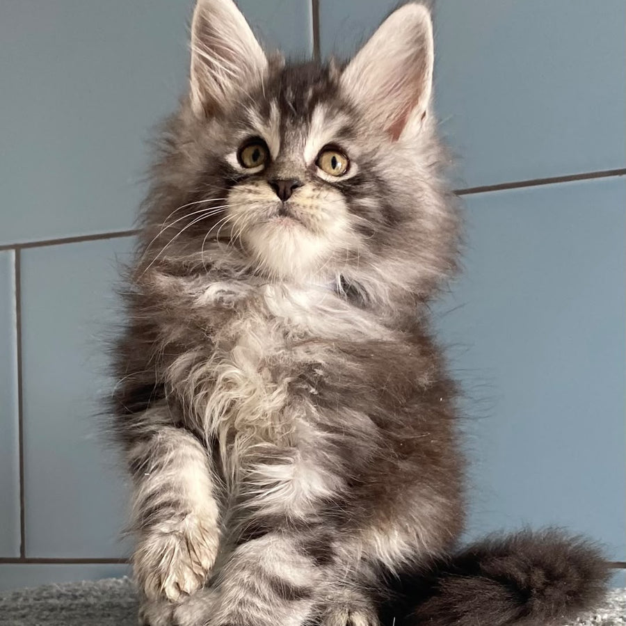 El Dorado Maine Coon male, black silver tabby