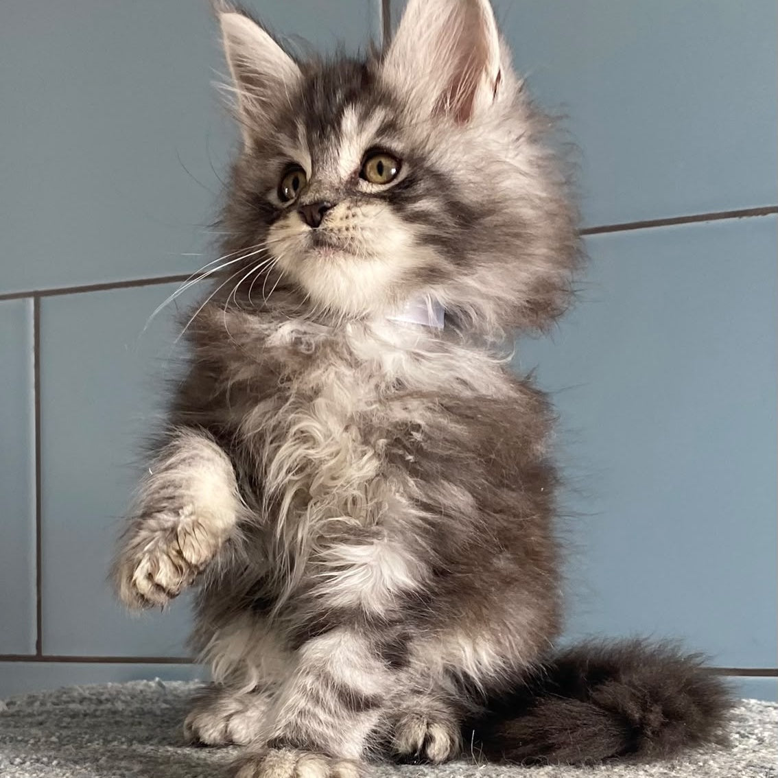 El Dorado Maine Coon male, black silver tabby
