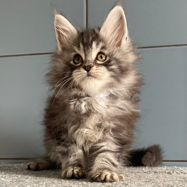 El Dorado Maine Coon male, black silver tabby