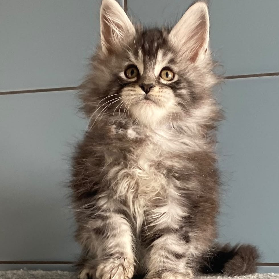 El Dorado Maine Coon male, black silver tabby
