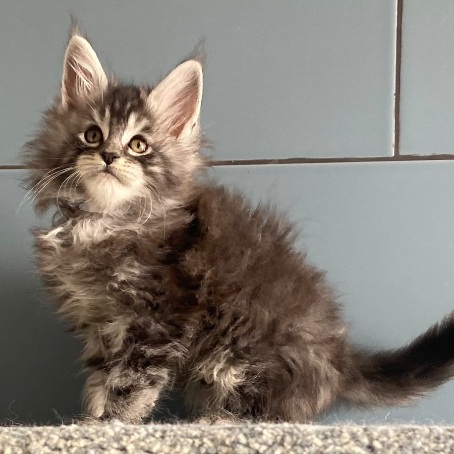 El Dorado Maine Coon male, black silver tabby