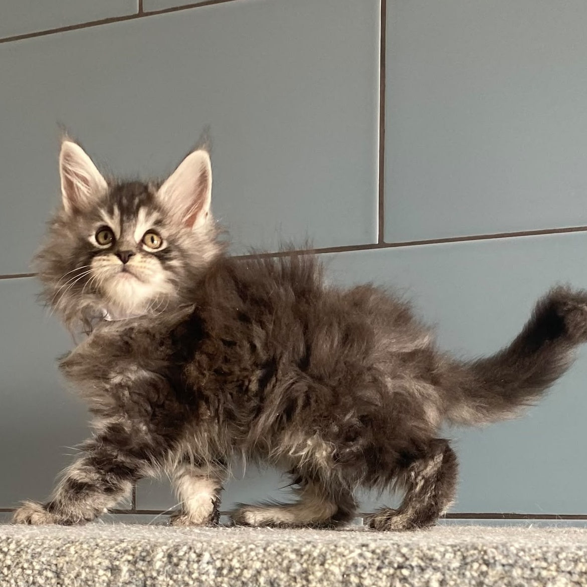 El Dorado Maine Coon male, black silver tabby