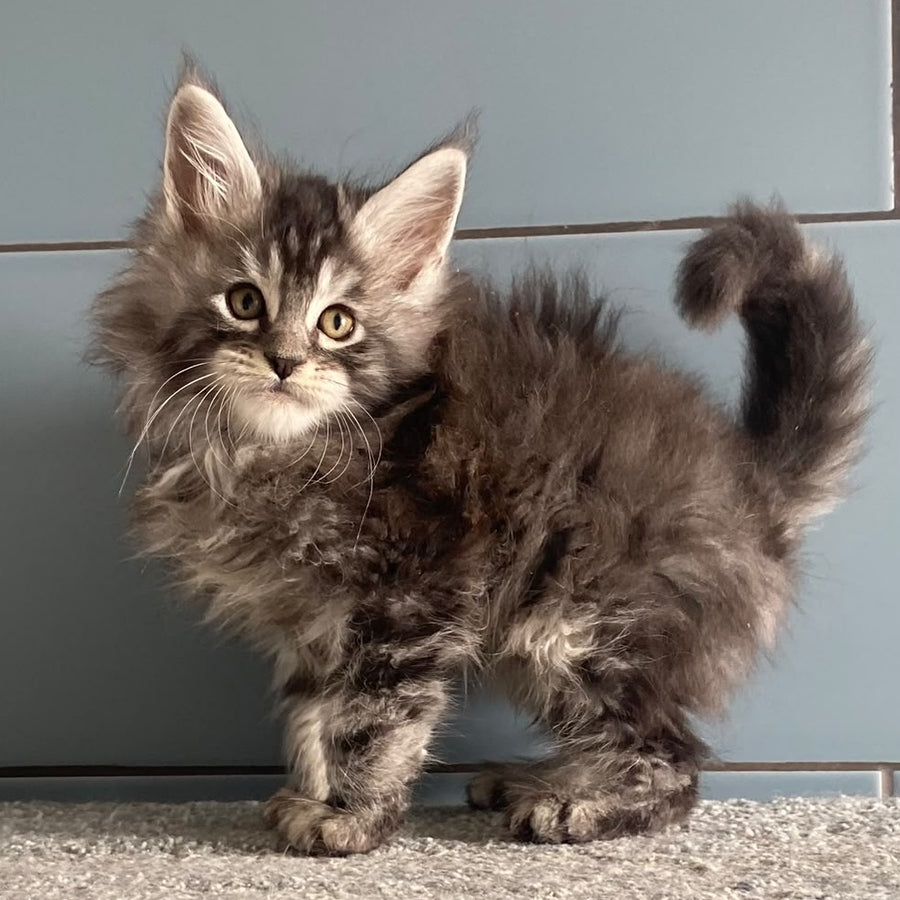 El Dorado Maine Coon male, black silver tabby