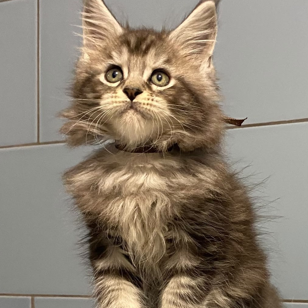 Edelweiss Maine Coon male, black silver tabby