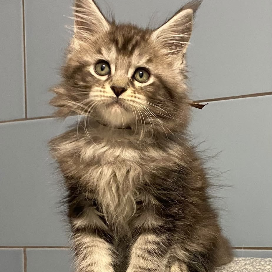 Edelweiss Maine Coon male, black silver tabby